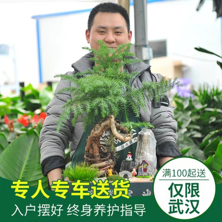 武汉开业乔迁送礼大型绿植送到