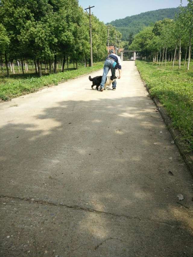 如何训练狗狗握手 仅需几个小步骤 轻松教出好狗狗