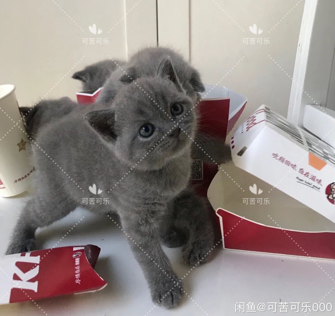 武汉英短蓝猫宝宝呼叫铲屎官